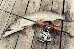 Как научиться ловить рыбу. Советы начинающим рыбакам