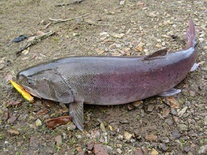Сахалинский таймень - крупная лососевая рыба