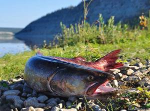 Сибирский таймень - это рыба, являющаяся промысловой.