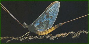 Майская поденка - один из видов метелицы.