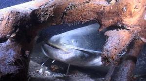 Особенности подводной охоты на сома: видео