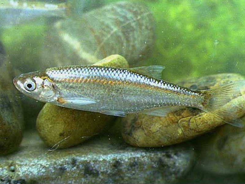 Уклейки - рыбки маленькие, в неволе их можно кормить обычным кормом.