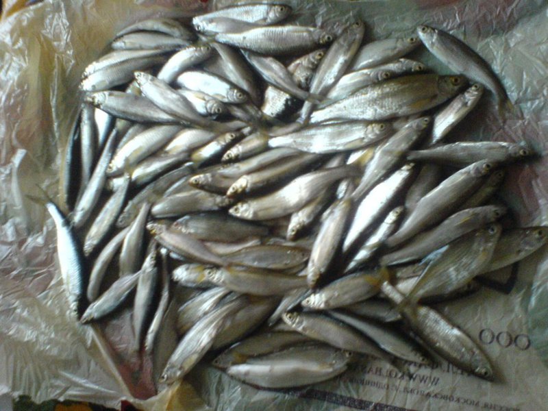 Уклейку часто солят, а потому богатый улов этой рыбки радует рыбаков.