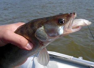 Уклейку можно применять в качестве приманки при ловле крупной хищной рыбы.