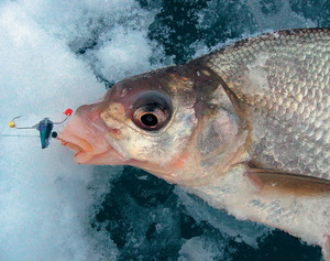 Зимний вид рыбалки на густеру