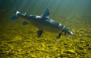 Рыба сиг отличается большим разнообразием и неудивительно, ведь представители этого вида живут в водоемах по всей планете