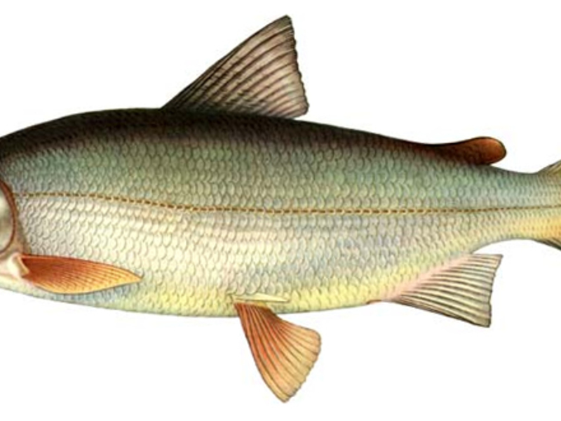Сиг - рыба холодных, чистых, богатых кислородом северных вод