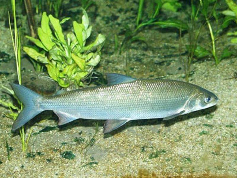 Сиг - рыба холодных, чистых, богатых кислородом северных вод