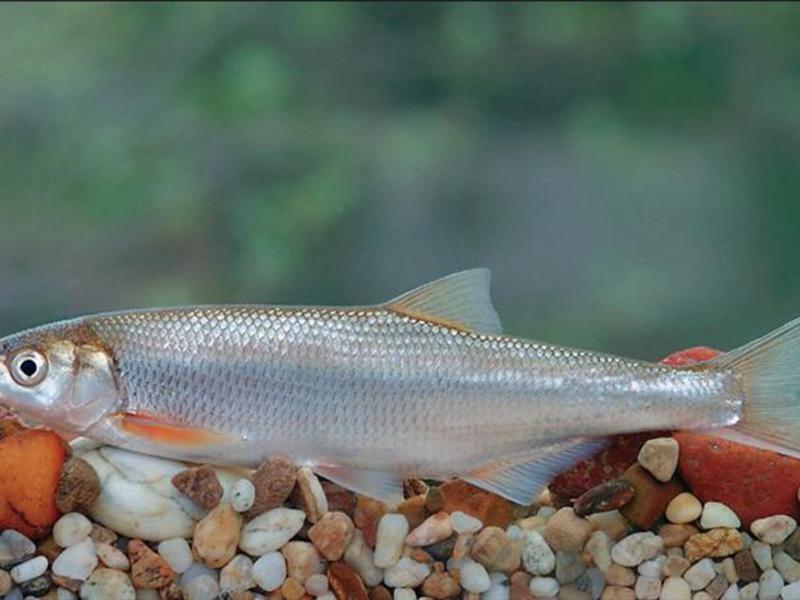 Шамайка - рыба, называемая царской