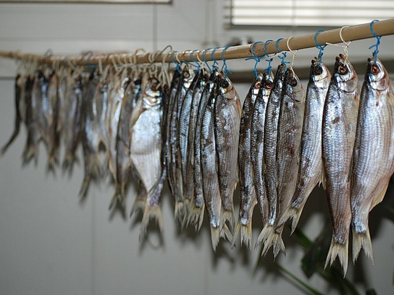 Шемая - это ценный и редкий вид рыб, занесенный в Красные книги
