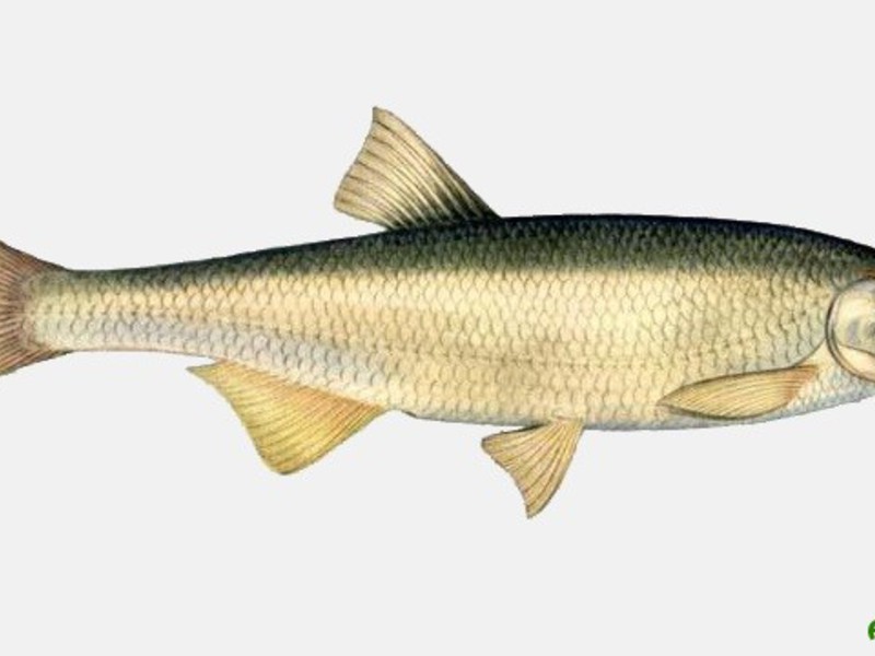 Шемая - это ценный и редкий вид рыб, занесенный в Красные книги