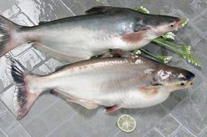Свойства рыбы пангасиус