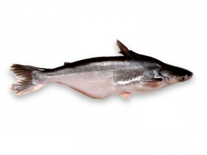 Полезна ли рыба пангасиус
