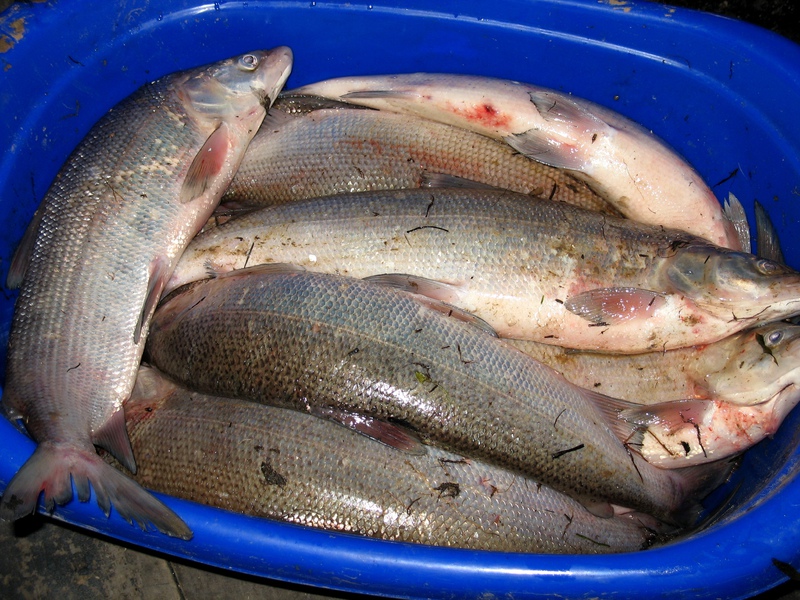 Рыбалка на муксуна часто бывает богатой и плодотворной.