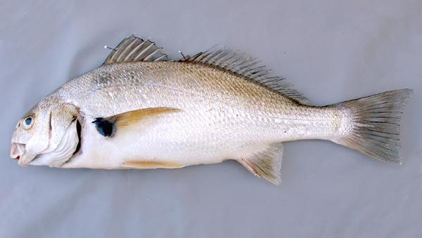 белая рыба 