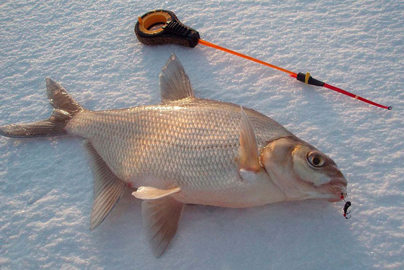 Ловля леща зимой http://my-fishing.info/