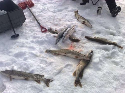 Рыбалка по первому льду: ловля плотвы, щуки, окуня по перволедью