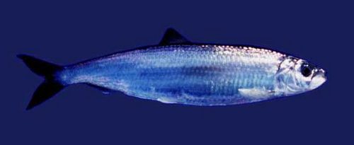 Промысловая рыба - виды с названиями и фото, использование и охрана