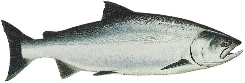 Рыба чавыча - яркий представитель лососевых