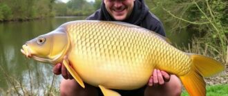 Schuppenjagd für Einsteiger: Unverzichtbare Carp Fishing Tips für den ersten großen Fang