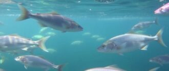 Cómo los patrones meteorológicos influyen en la alimentación de los peces: Una guía práctica y conversacional