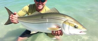 Die besten Salzwasserfische, die man vom Ufer aus fangen kann — Ein umfassender Guide für leidenschaftliche Küstenangler