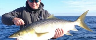 Meeresangeln: Die besten Spots in der Nordsee