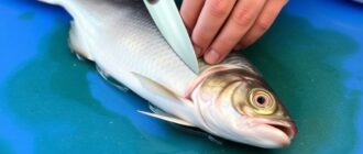 Cómo limpiar y filetear un pescado como un profesional: guía paso a paso que realmente funciona