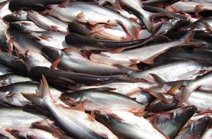 Рыба пангасиус: производство и выбор в магазине, фото